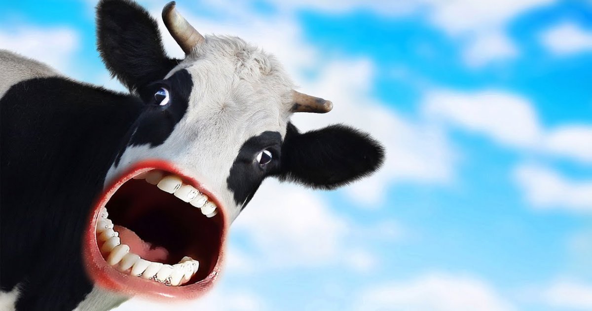 Moo: Wenn Kühe sprechen könnten | Webfail - Fail Bilder und Fail Videos