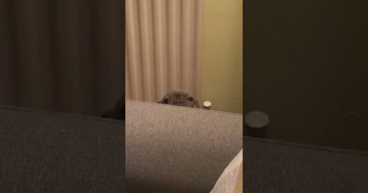 Dog Hides Behind Sofa After Creating A Mess fail Fail Pictures