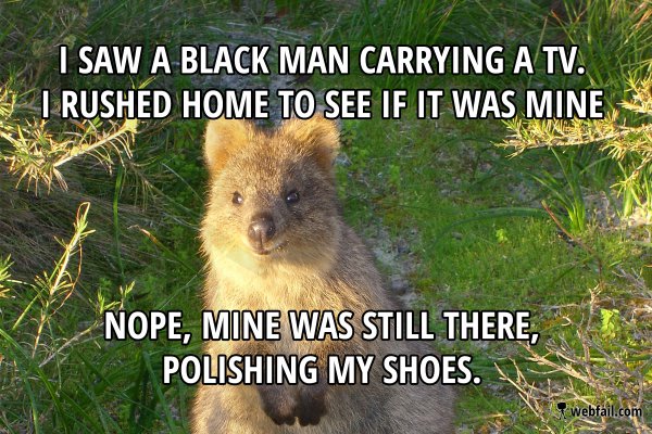 quokka funny