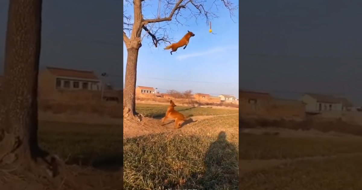 Hol Das B Llchen Hund Hechtet Nach Einem Ball Im Baum Webfail Fail