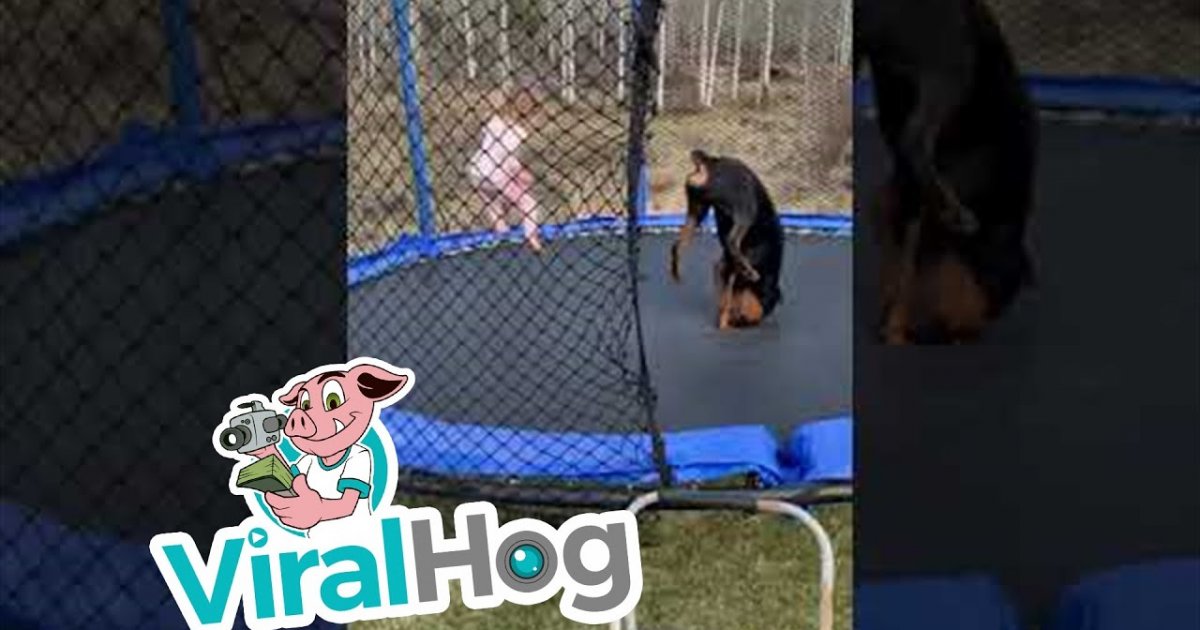Kind hüpft mit einem Hund auf dem Trampolin Webfail Fail Bilder und