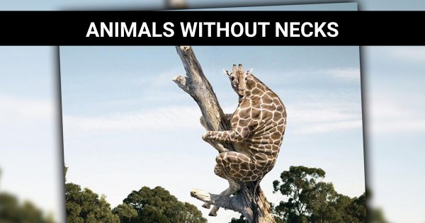 Animals Without Necks: A funny photo series | Webfail - Fail Pictures and  Fail Videos