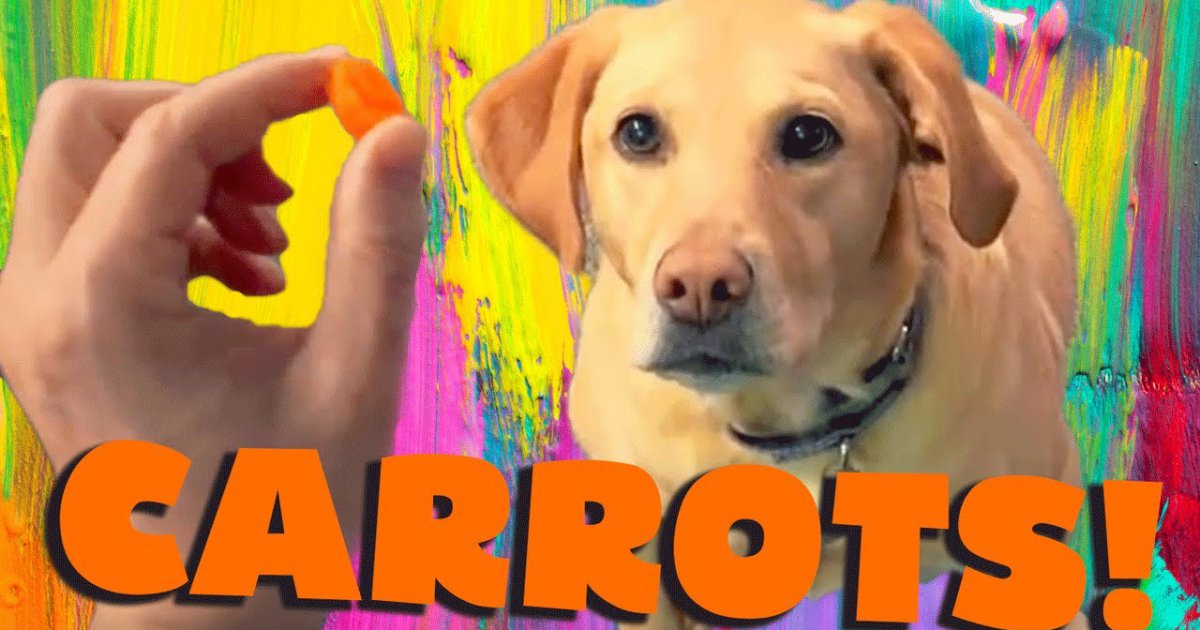 Hund beweist, wie gut er Karotten fangen kann Webfail Fail Bilder