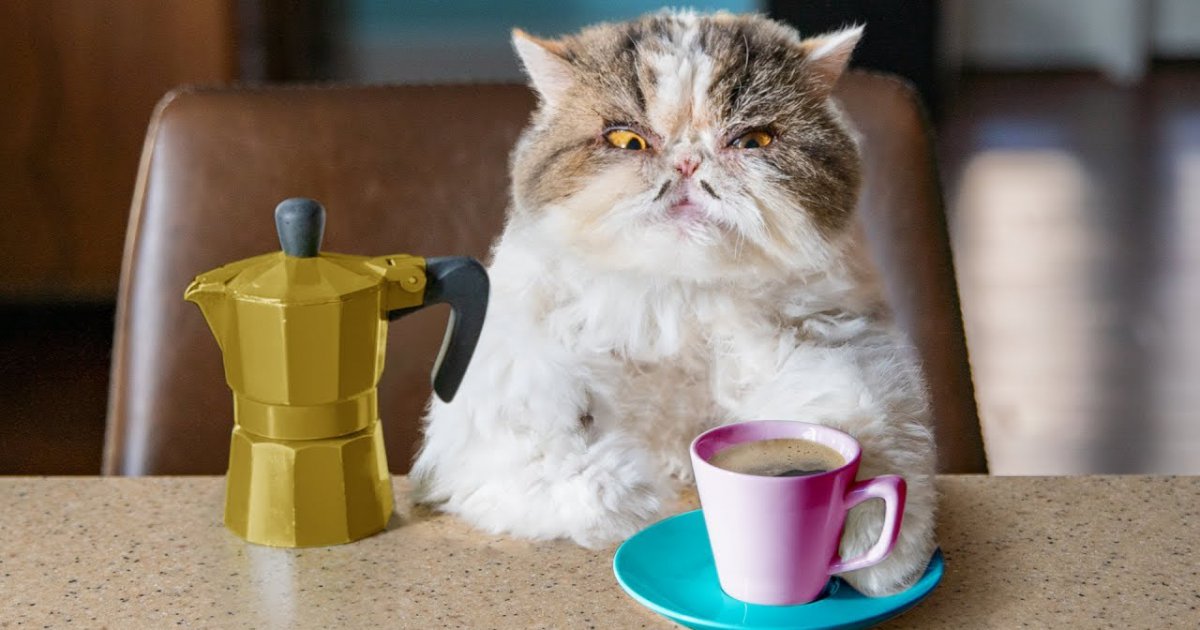 Was Passiert Wenn Katzen Kaffee Trinken