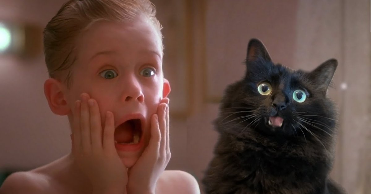 Owlkitty: Home Alone With A Cat | Webfail - Fail Pictures and Fail Videos