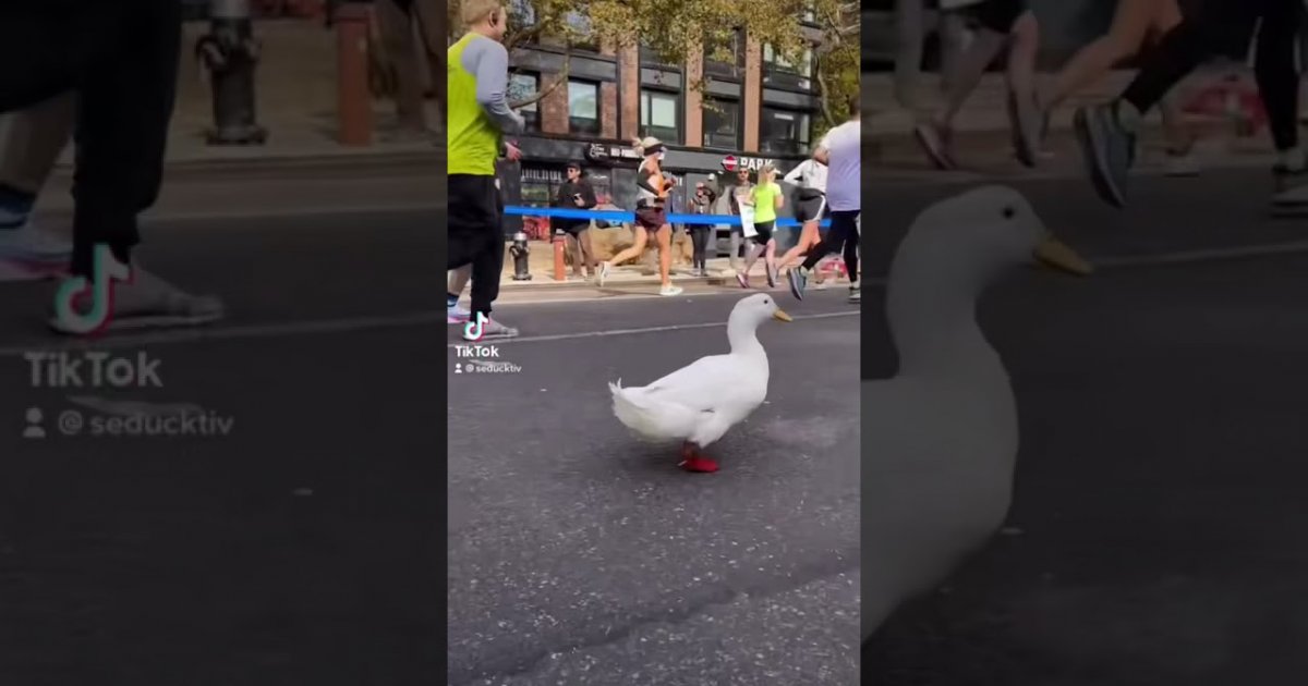 Ente läuft mal eben beim New York Marathon mit Webfail Fail Bilder