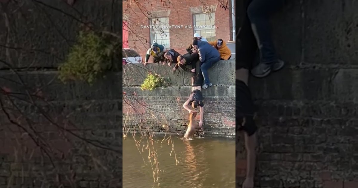 Das Ist Mal Teamwork Menschen Retten Einen Hund Aus Einem Kanal