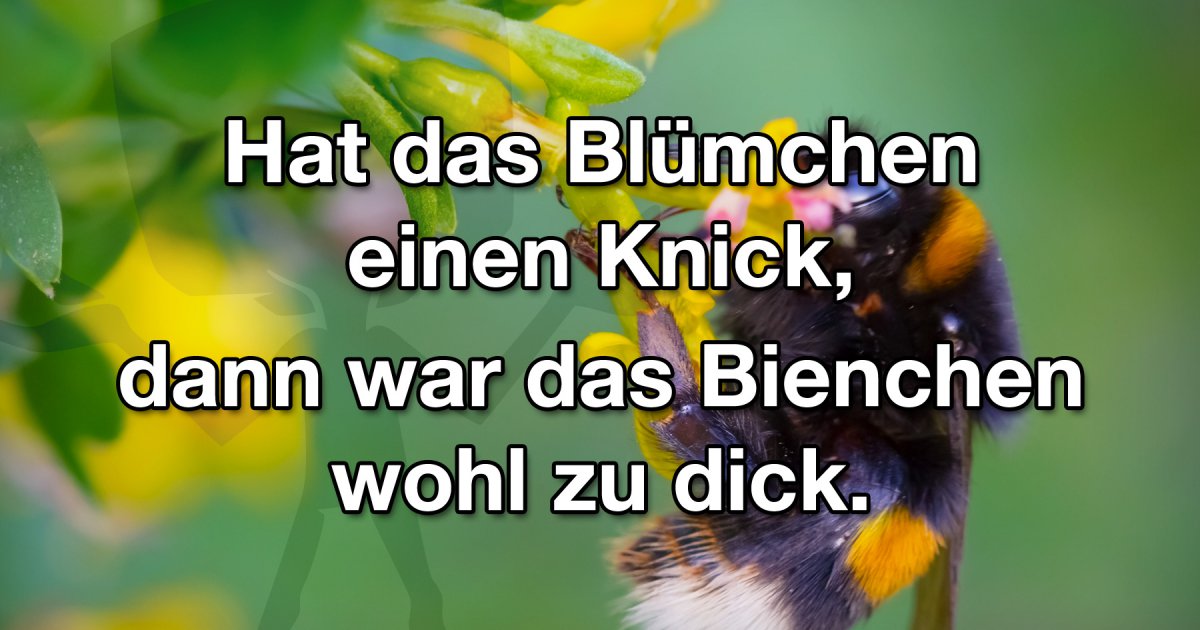 Werden Hummeln Eigentlich Gemobbt Weil Sie Dick Sind Fun Bild