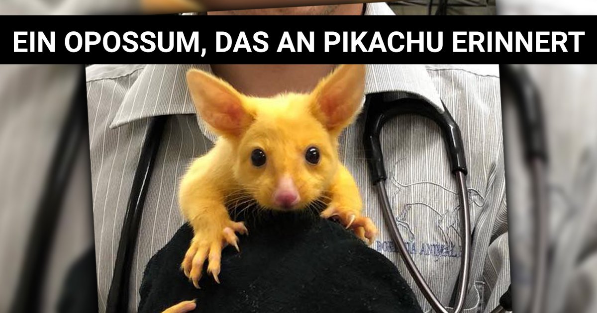 43++ Webfail sprueche , Tierklinik nimmt goldenes Opossum auf, das an Pikachu erinnert Webfail Fail Bilder und Fail