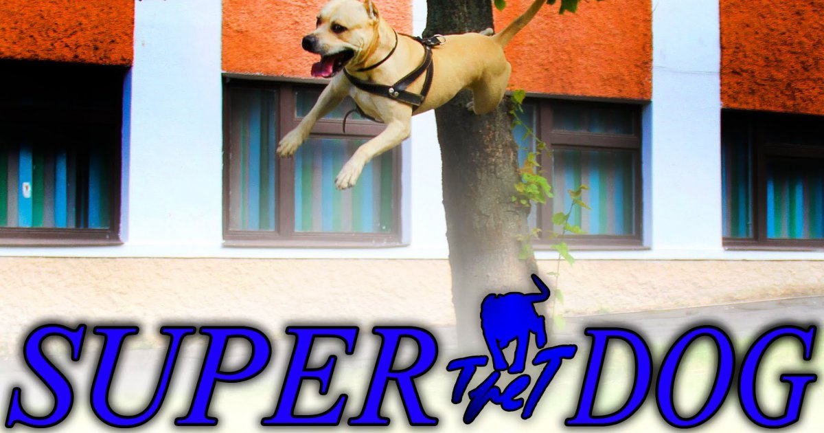 TreT, der Parkour Hund aus der Ukraine Win Video Webfail Fail
