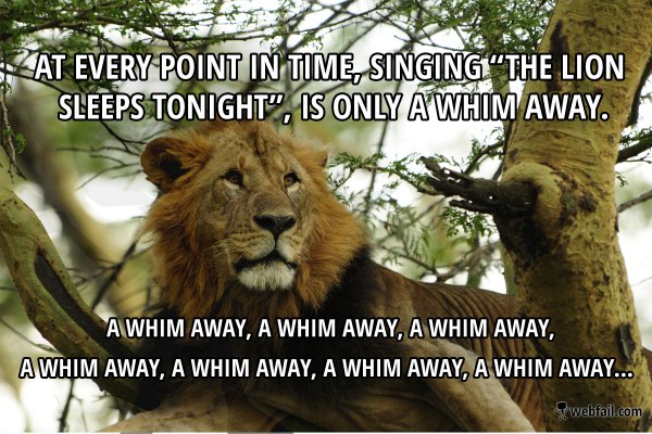 in the jungle, the mighty jungle, the lion sleeps tonight