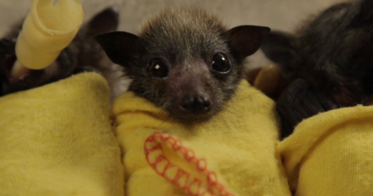 Baby-Fledermäuse, die auch dein Herz zum Schmelzen bringen - Cuteness