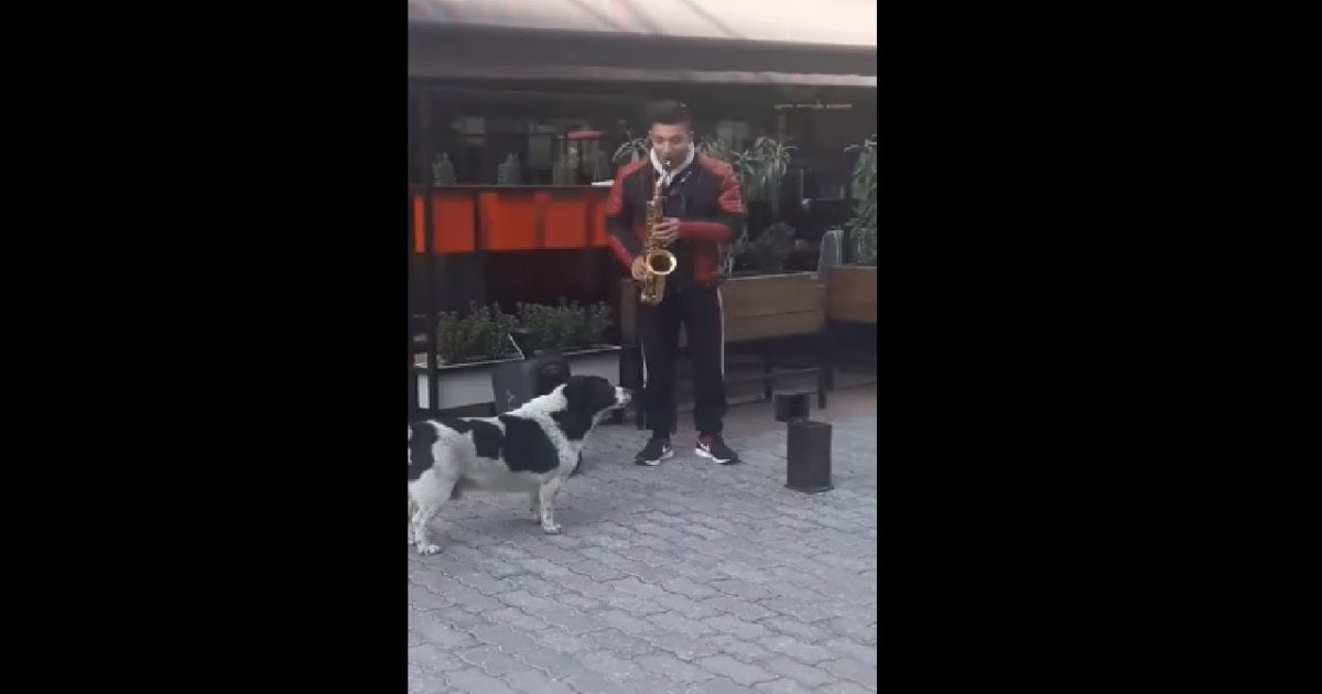 Dog Joins Saxophone's Version Of We Are The World By Howling fail