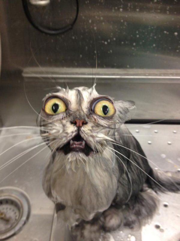 Cat bath - WinFail Picture | Webfail - Fail Pictures and Fail Videos