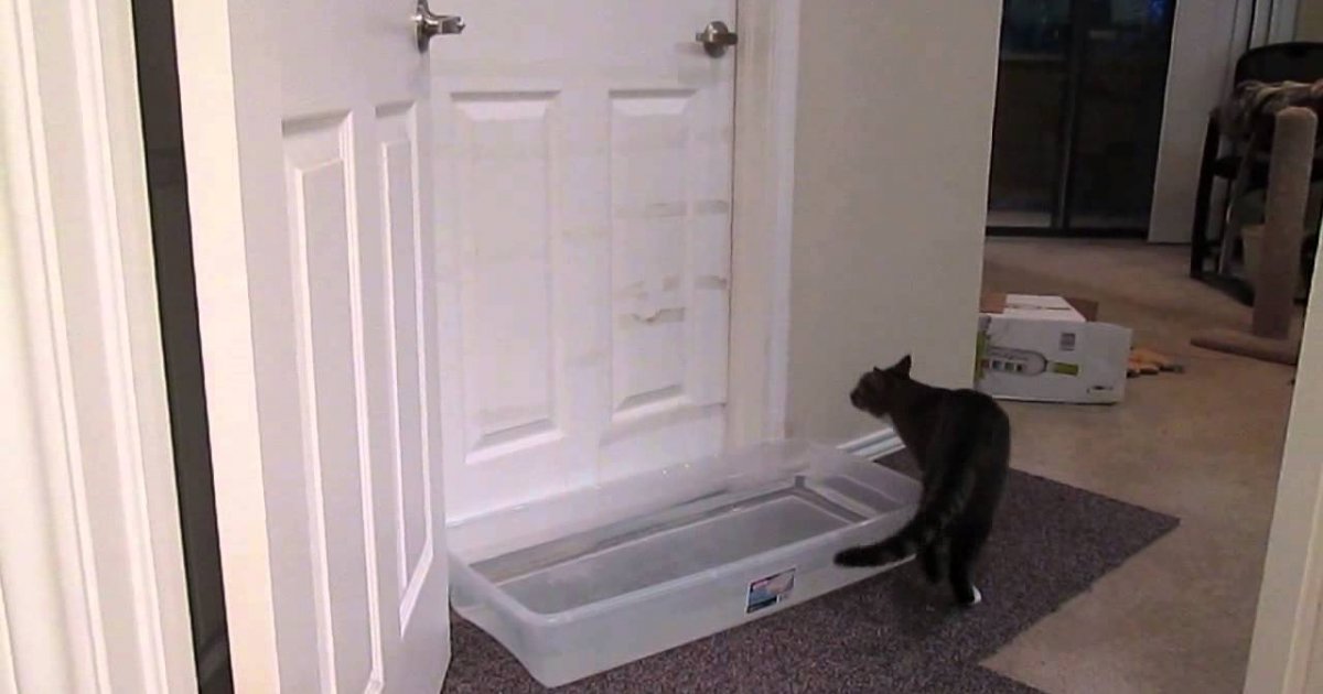 Nothing Can Stop This Cat From Opening The Bedroom Door fail