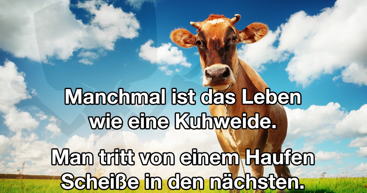 Manchmal Ist Das Leben Wie Eine Kuhweide Fun Bild Webfail Fail