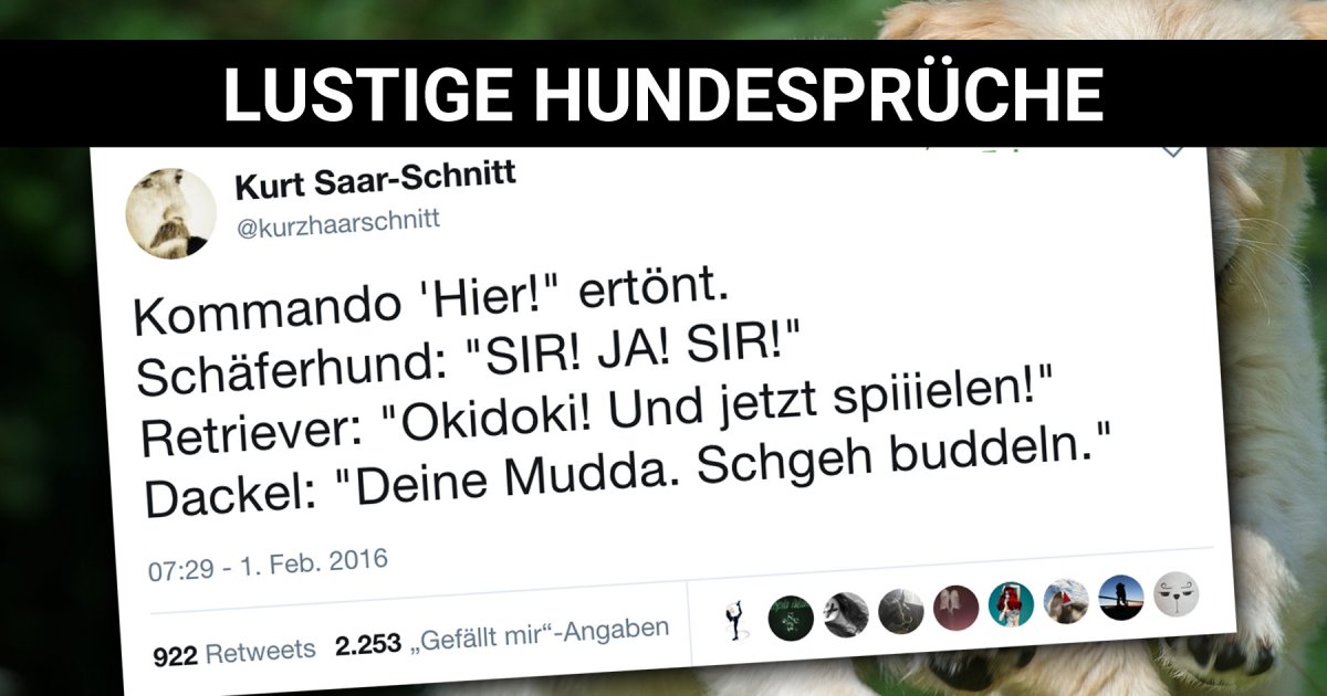 Download Lustige hundezitate Free HD