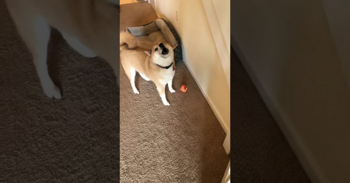 Ein Hund freut sich über sein neues Spielzeug Webfail Fail Bilder
