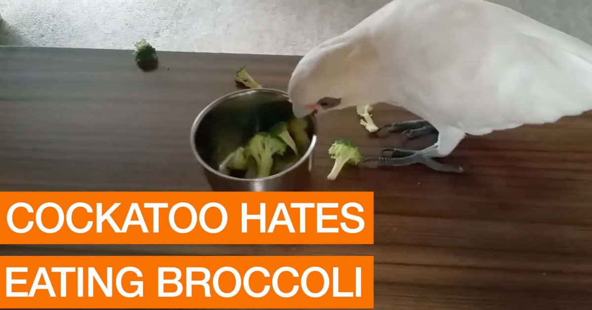 Nicht jeder mag Brokkoli... Webfail Fail Bilder und Fail Videos