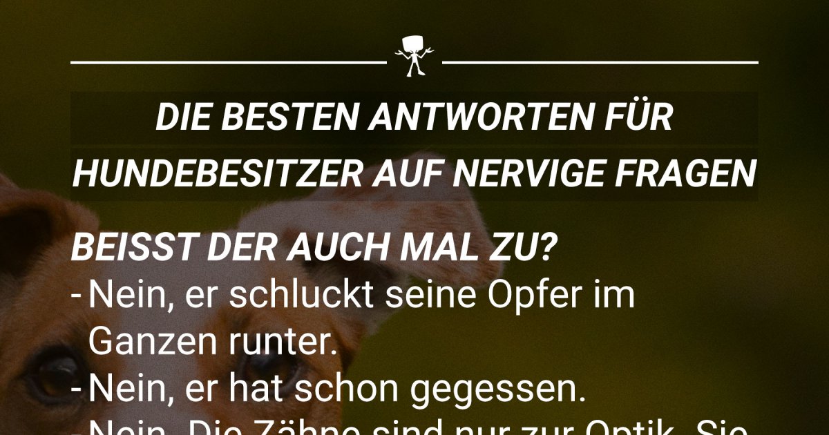 Antworten für Hundebesitzer auf nervige Fragen Webfail Fail Bilder