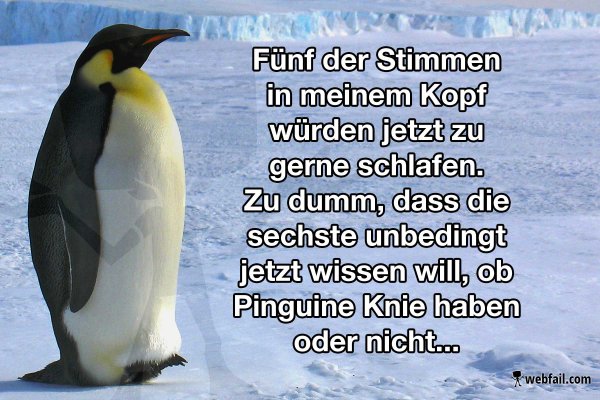 Pinguine kniescheiben haben 