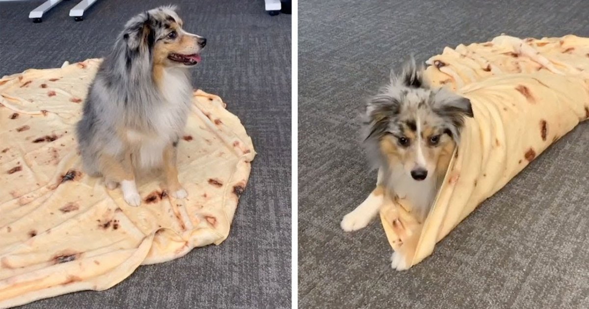 Hund rollt sich auf Kommando zu einem Burrito zusammen Webfail Fail