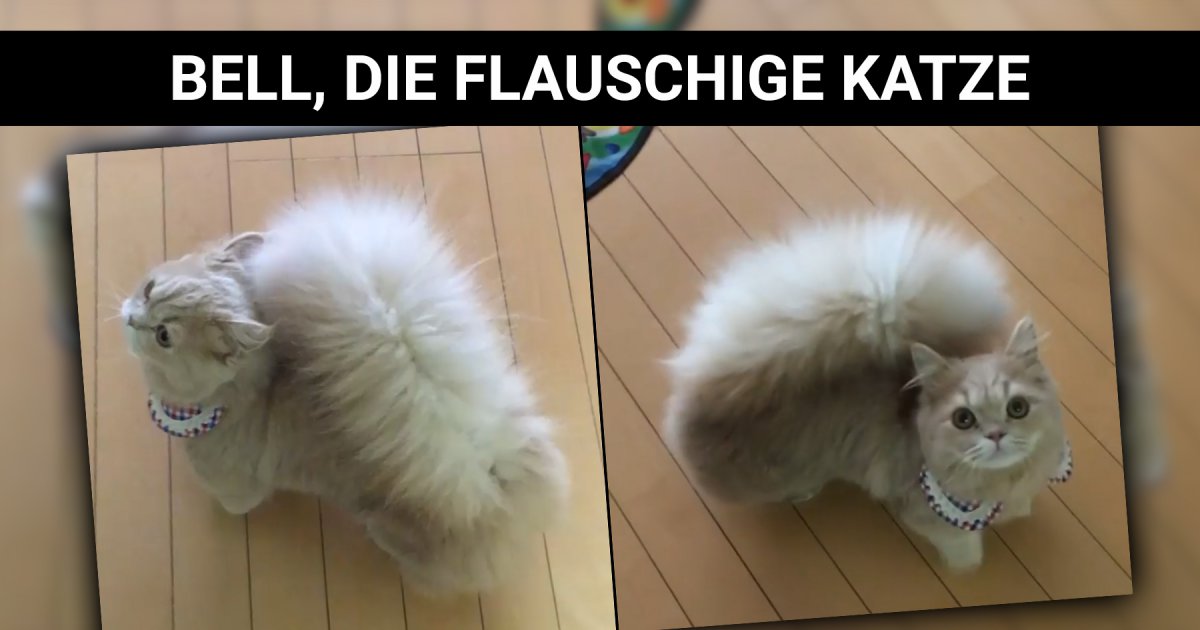 Bell Die Katze Mit Dem Super Flauschigen Hinterteil Webfail Fail Bilder Und Fail Videos