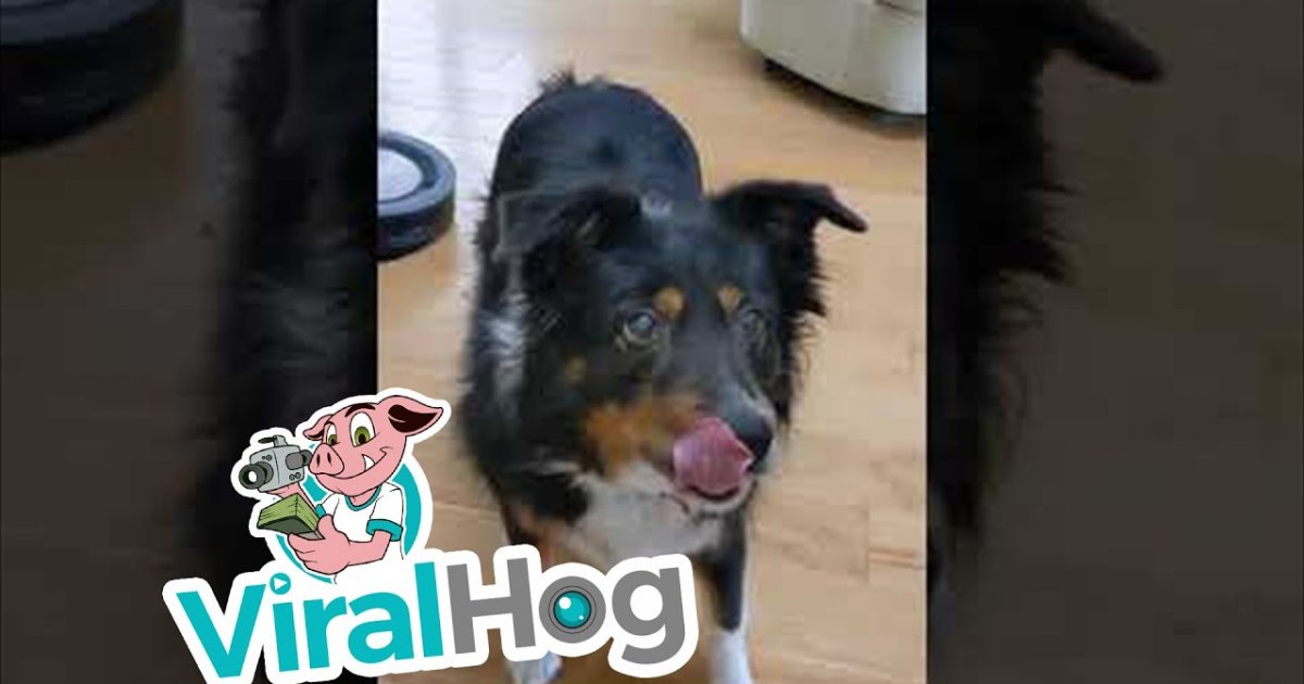 Hund zeigt seine Zunge, wenn das Spielzeug quietscht Webfail Fail