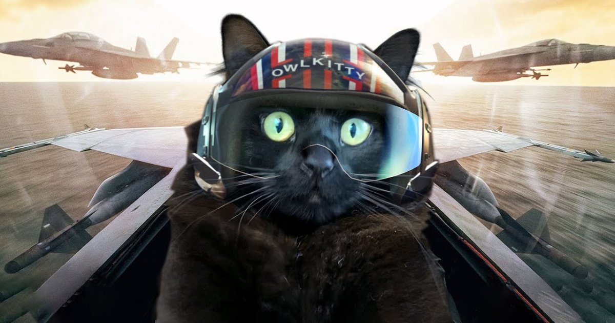 Wie Top Gun Mit Einer Katze Aussehen W Rde Webfail Fail Bilder Und