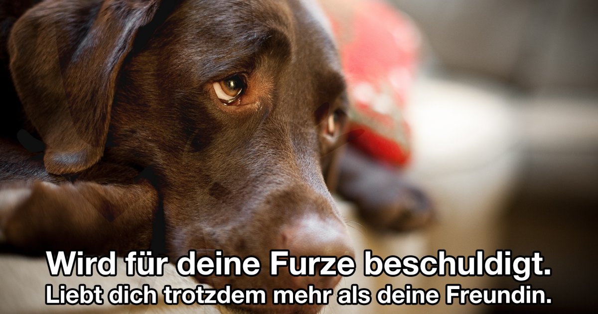 Armer Lieber Hund Fun Bild Webfail Fail Bilder Und Fail Videos