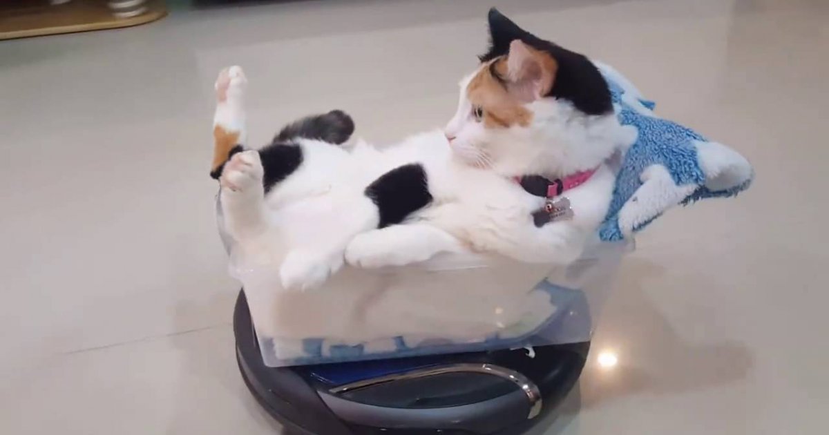 Katze chillt auf einem StaubsaugerRoboter wie ein Boss Webfail