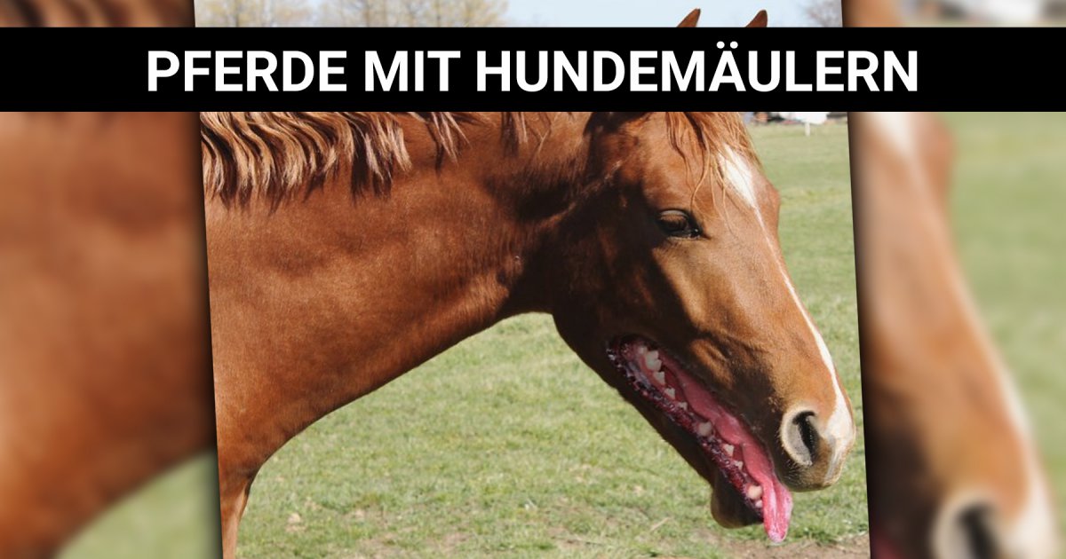 Photoshop machts möglich: Wenn Pferde Hundemäuler hätten | Webfail