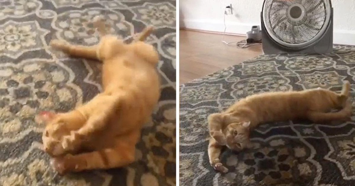 Katze rollt sich, wenn sie das Wort Spaghetti hört Webfail Fail Bilder und Fail Videos