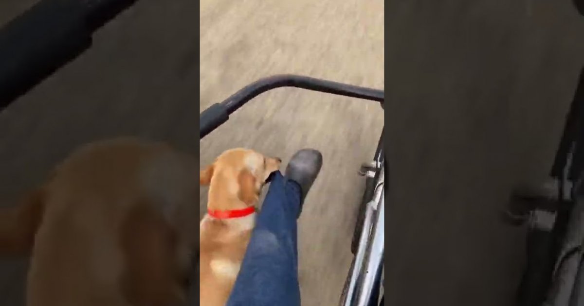 Going For A Walk While The Dog Pulls You On Your Bike fail Fail Pictures and Fail Videos