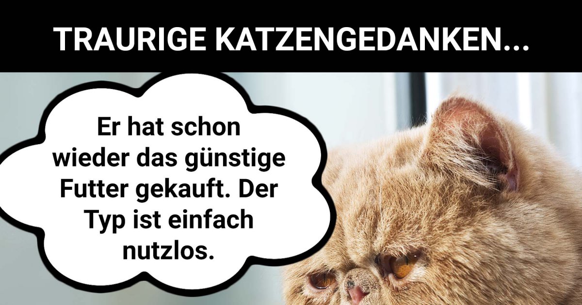 Traurige Katzengedanken Katzen haben es nicht leicht Webfail Fail