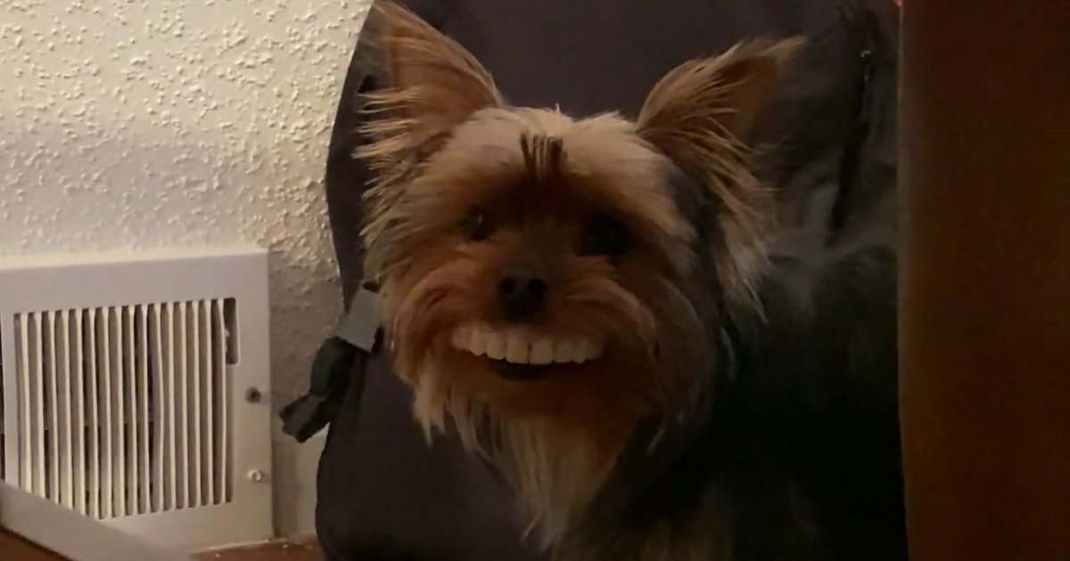 Thomas, der Hund mit den wunderschönen Zähnen Webfail Fail Bilder