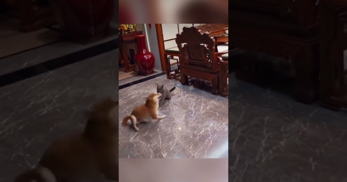Hund dreht sich im Kreis während er spielerisch eine Katze neckt Webfail Fail Bilder und
