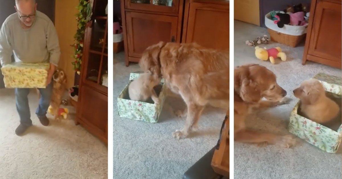 Hund Geschenk und findet darin einen neuen HundeKumpel