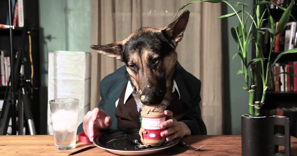 Odin der Hund isst wie ein Mensch Win Video Webfail Fail Bilder