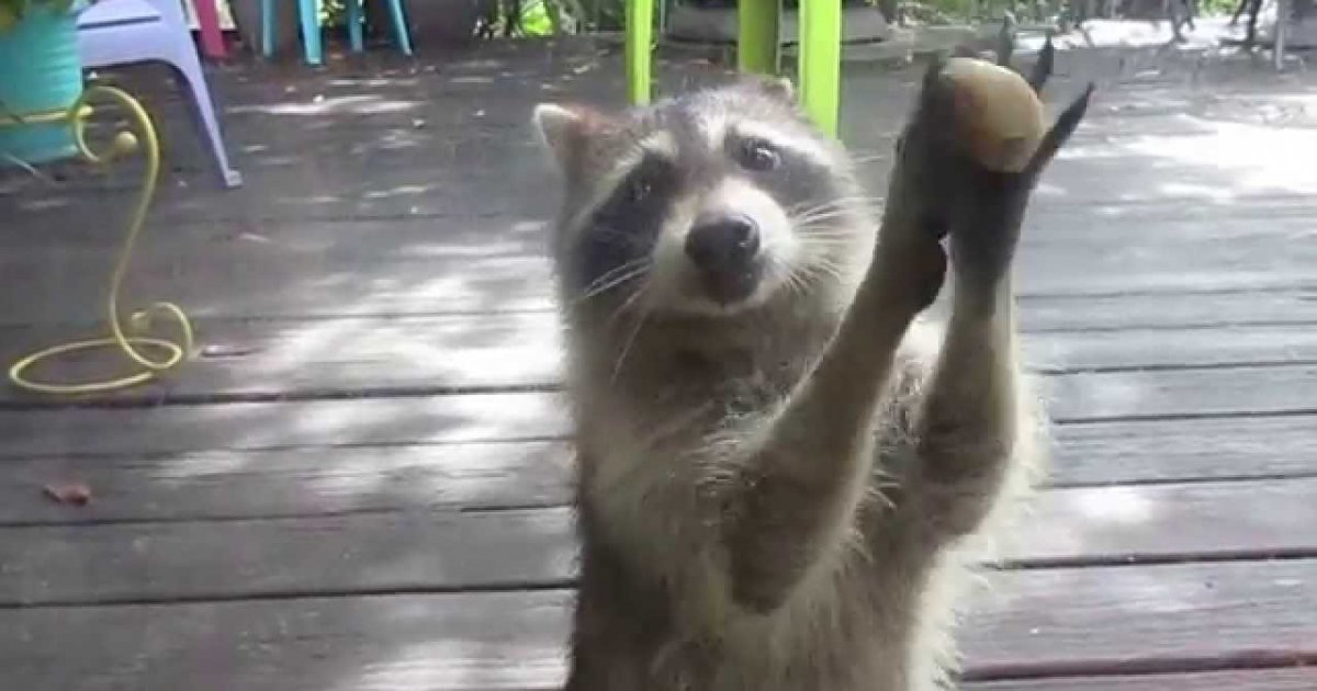Waschbär klopft an Scheibe, wenn das Katzenfutter leer ist | Webfail