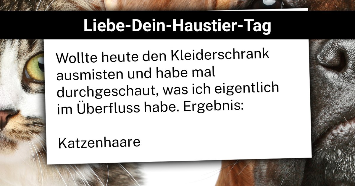 LiebeDeinHaustierTag Lustige Sprüche rund um Haustiere Webfail
