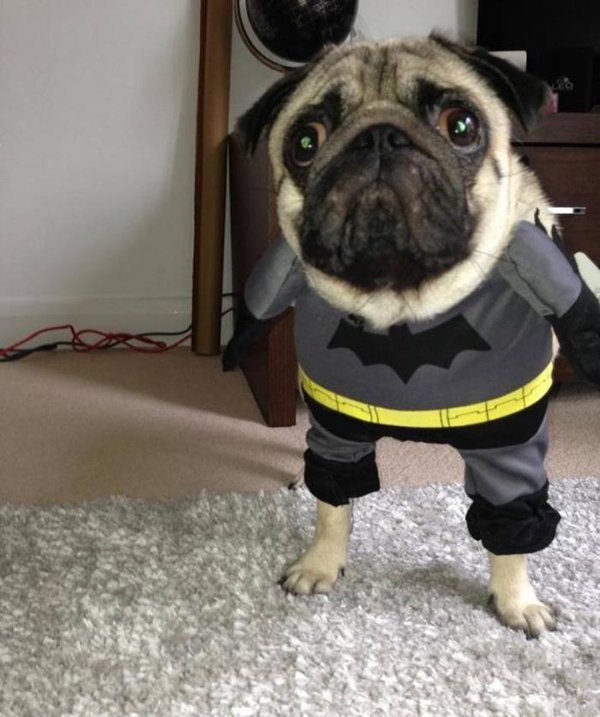 If a pug played the new Batman - Fun Picture | Webfail - Fail Pictures and  Fail Videos