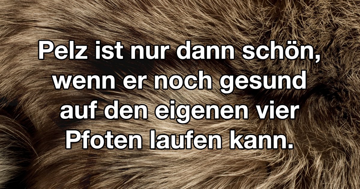 So gefällt mir Pelz Fun Bild Webfail Fail Bilder und Fail Videos
