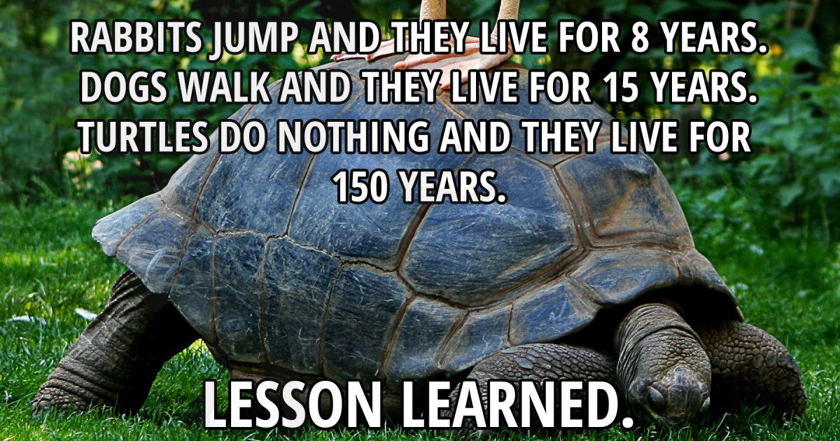 Wisdom of turtles - Fun Picture | Webfail - Fail Pictures and Fail Videos