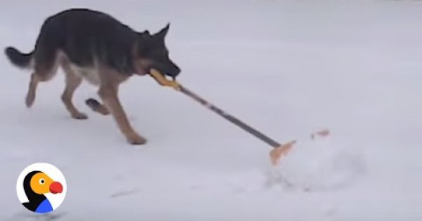 Cleverer Hund hilft beim Schneeschippen Webfail Fail Bilder und