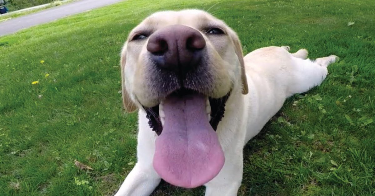 So muss wohl der glücklichste Hund der Welt aussehen | Webfail - Fail ...