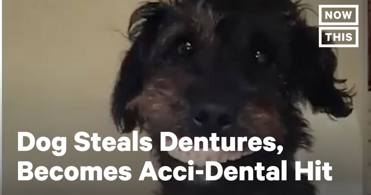 Dog Steals Dentures From Laughing Owner fail Fail Pictures and