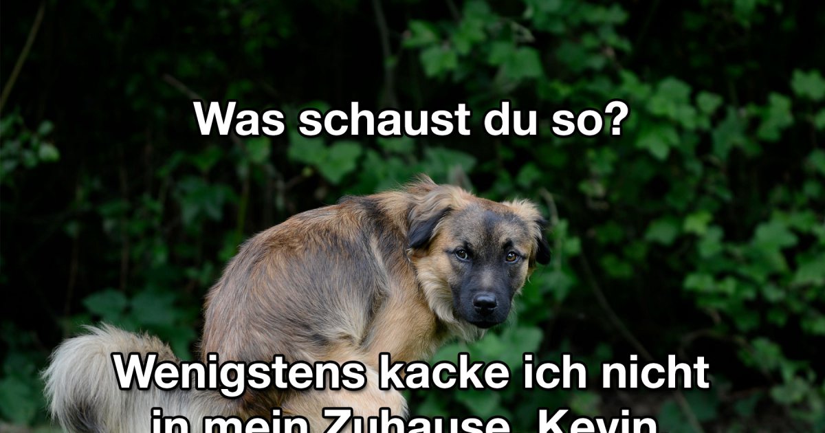 Auf den Hund gekommen Fun Bild Webfail Fail Bilder und Fail Videos Auf den Hund gekommen Fun Bild Webfail Fail Bilder und Fail Videos