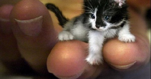 tinker-toy-the-smallest-cat-in-the-world-win-picture-webfail