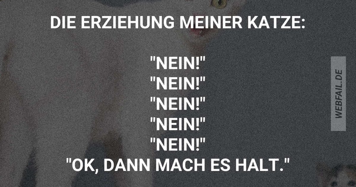 Wie Erziehe Ich Meine Katze Wie ich meine Katze erziehe | Webfail - Fail Bilder und Fail Videos